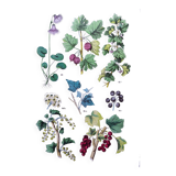 Poster about plants, based on an 1881 engraving "ivy"