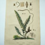 Gravure ancienne de 1838 -plante Trichostome- Planche coloriée à la main. botanique original