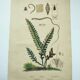 Gravure ancienne de 1838 -plante Trichostome- Planche coloriée à la main. botanique original