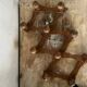 Wooden accordion wall coat rack