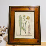 Cadre en bois et herbier ancien