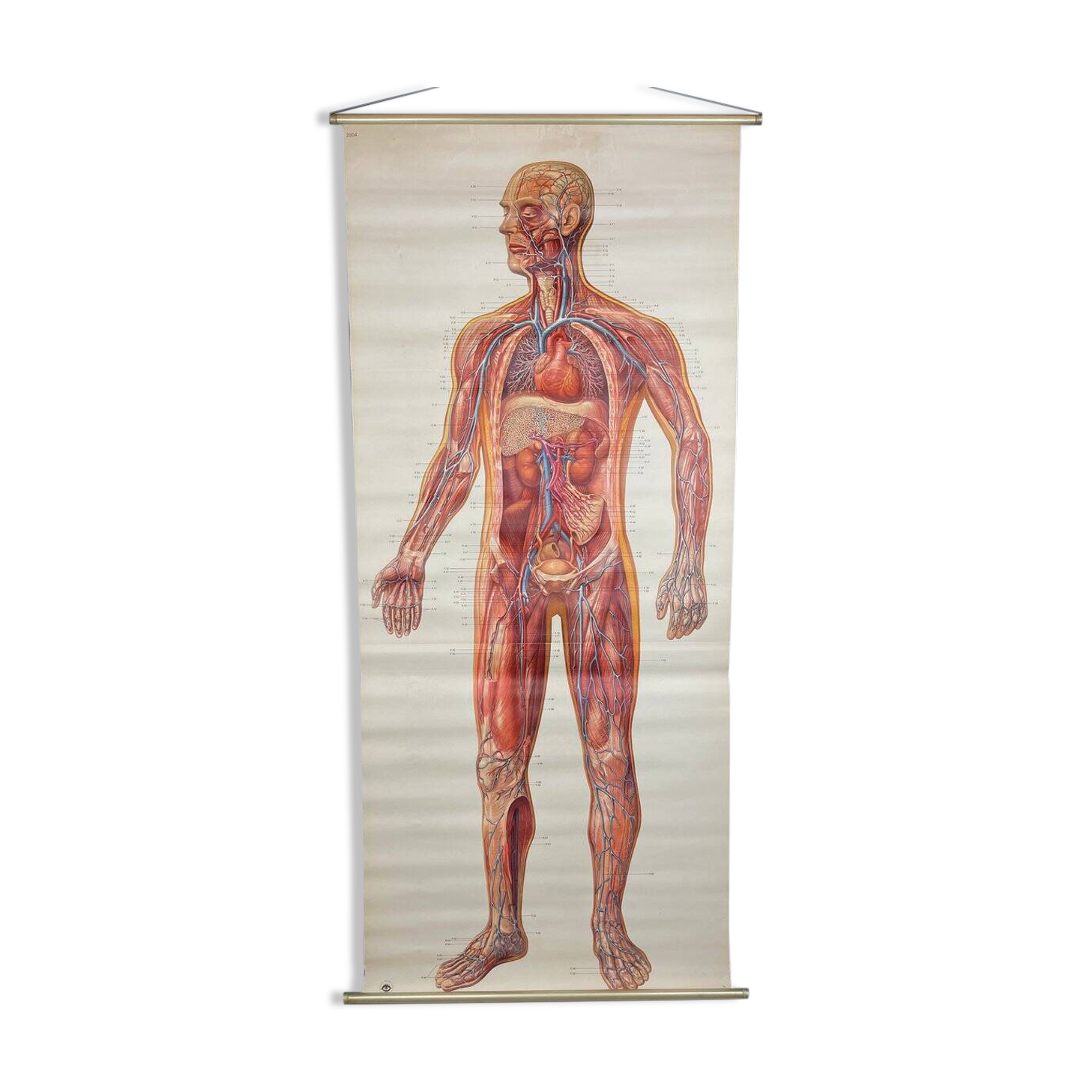 Vintage educational poster of the circulatory system from the Deutsches Hygiene Museum Dresden GDR (East Germany), 1976.