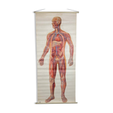 Vintage educational poster of the circulatory system from the Deutsches Hygiene Museum Dresden GDR (East Germany), 1976.