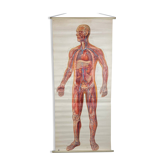Vintage educational poster of the circulatory system from the Deutsches Hygiene Museum Dresden GDR (East Germany), 1976.