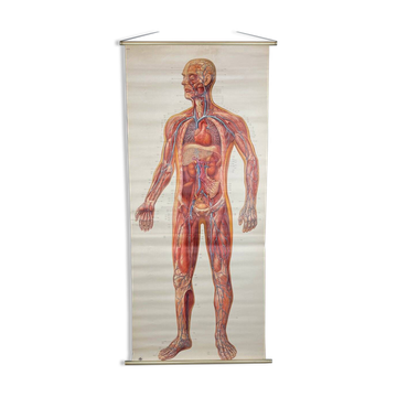 Vintage educational poster of the circulatory system from the Deutsches Hygiene Museum Dresden GDR (East Germany), 1976.
