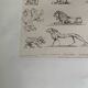 Lithographie ancienne orientale - Ornements de la Perse