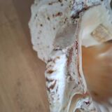 Large vintage conch
