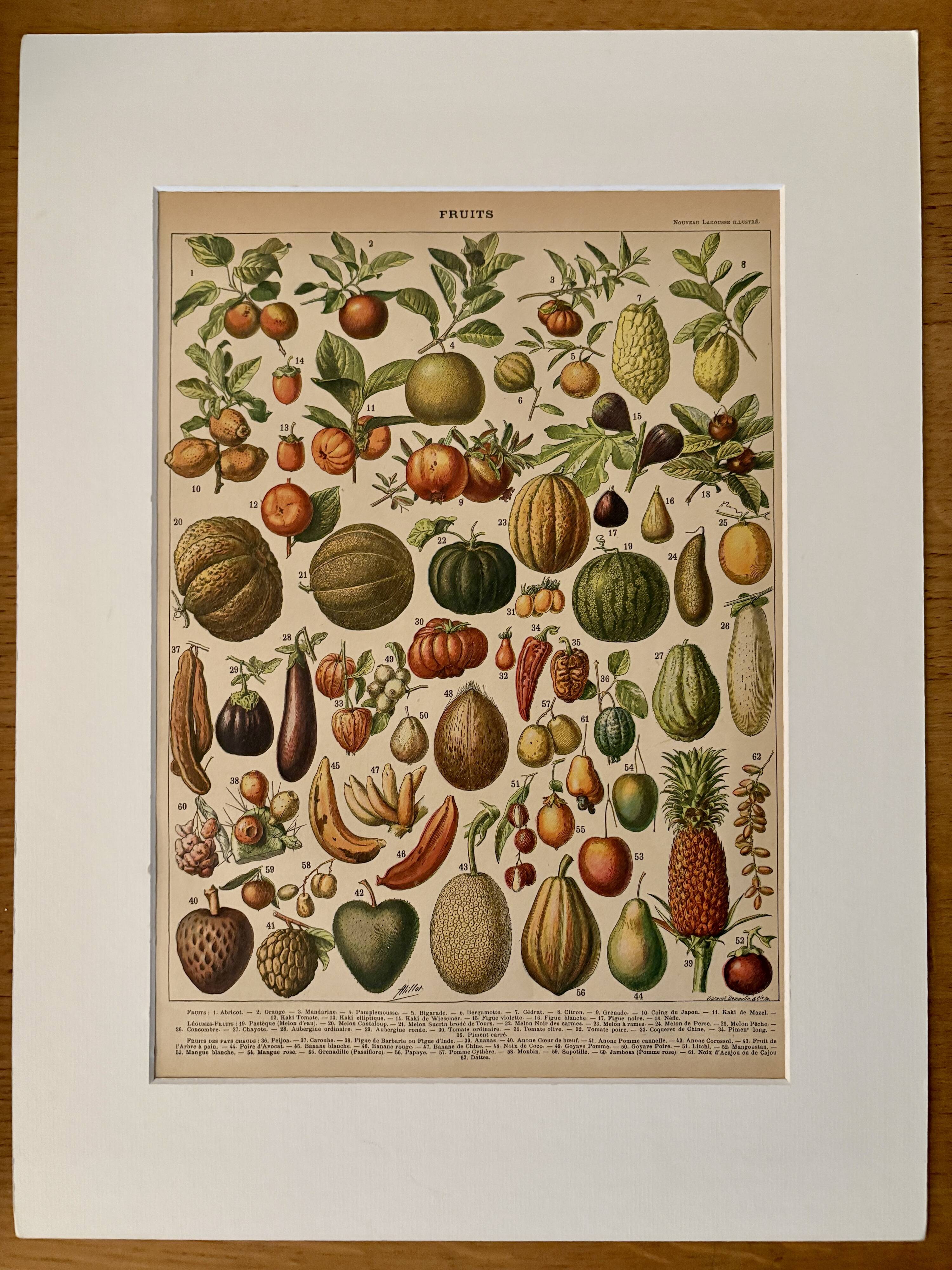 Lithograph of fruits - 1900