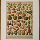 Lithograph of fruits - 1900