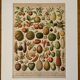 Lithograph of fruits - 1900