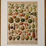 Lithograph of fruits - 1900