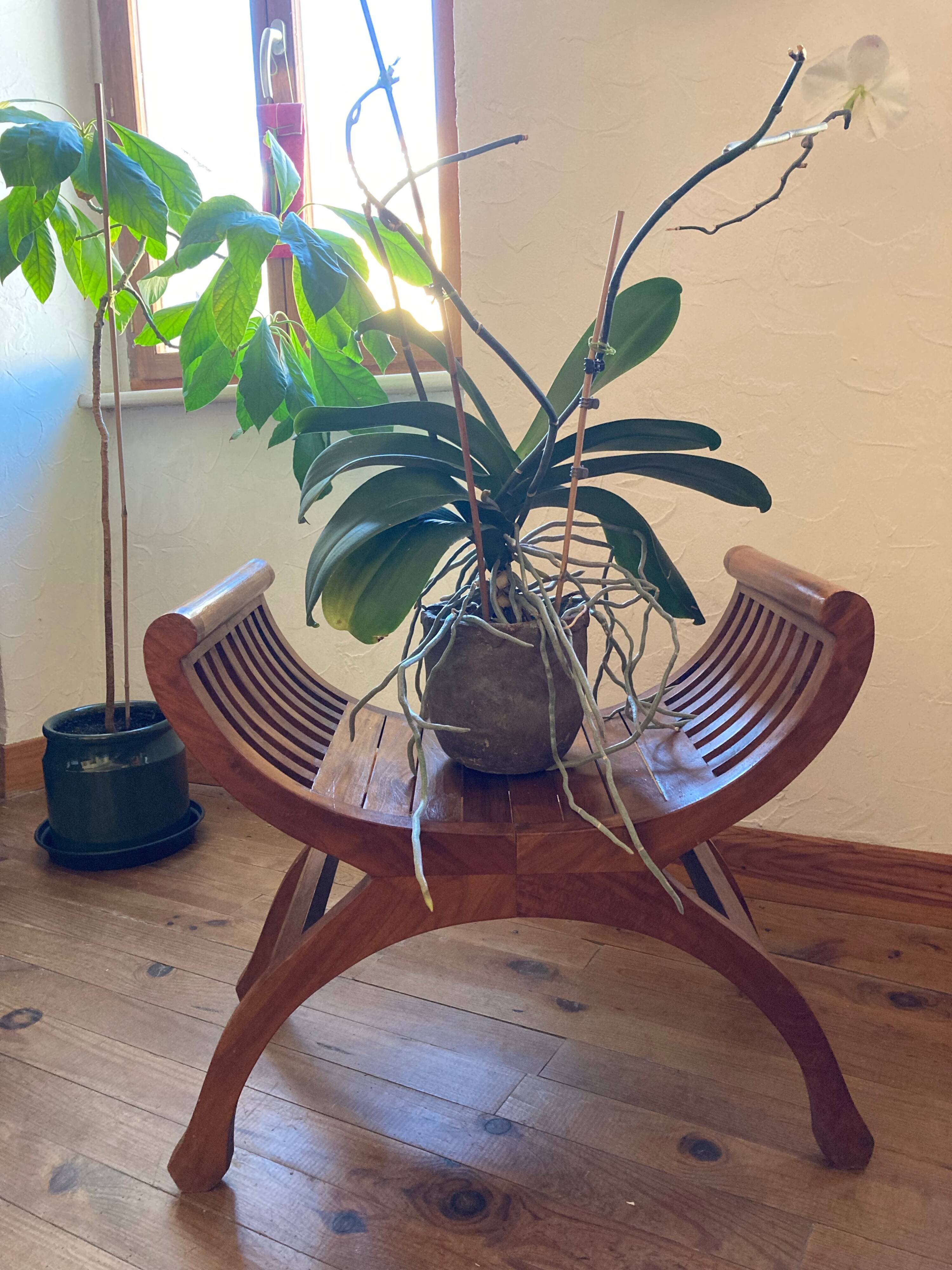 Curule or Dagobert teak seat