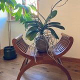 Curule or Dagobert teak seat