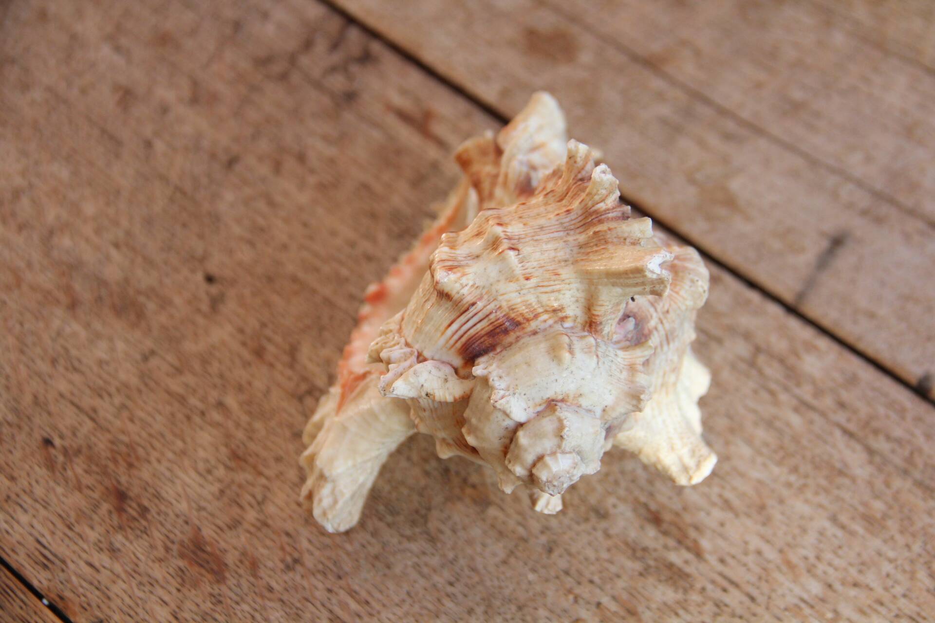 Murex shell