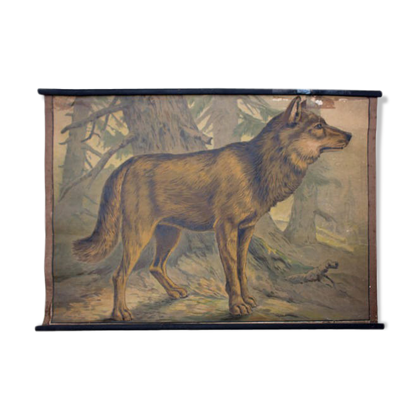 Educational poster, wolf, lithograph, Karl Jansky, Böhmen, 1897