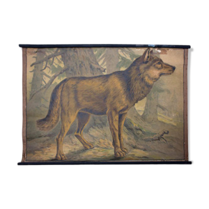 Affiche éducative, wolf, lithographie,