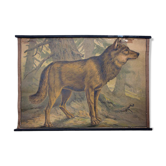 Affiche  éducative, wolf, lithographie, Karl Jansky, Böhmen, 1897