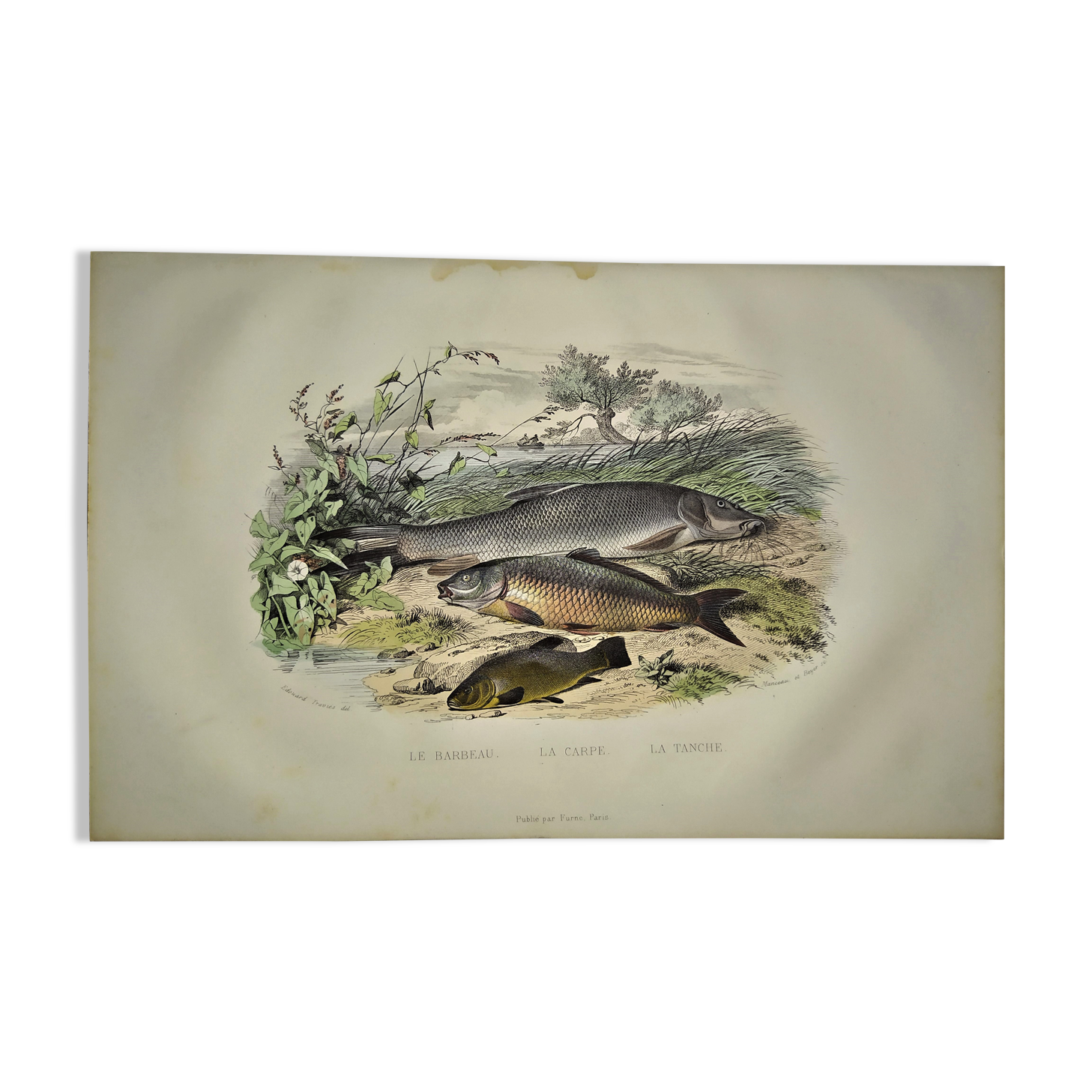 Original zoological plate of 1839 " le barbeau, la carpe,.....