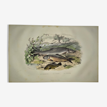 Original zoological plate of 1839 " le barbeau, la carpe,.....