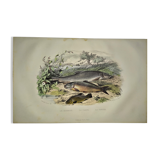 Original zoological plate of 1839 " le barbeau, la carpe,.....
