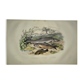 Planche zoologique originale de 1839 " le barbeau, la carpe,.....