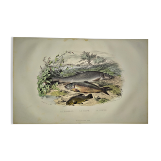 Original zoological plate of 1839 " le barbeau, la carpe,.....