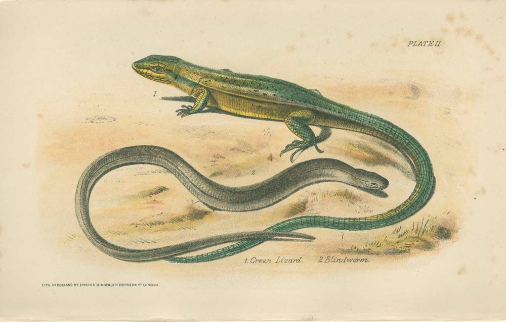 Ensemble de 2 planches reptiliennes, 1893, Divers lézards :