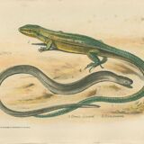 Ensemble de 2 planches reptiliennes, 1893, Divers lézards :