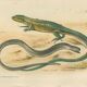 Ensemble de 2 planches reptiliennes, 1893, Divers lézards :