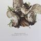 Botanical Illustration Mushrooms Russula Vintage Print 60s