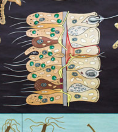 Wall poster of the Jung-Koch-Quentell School, 1965