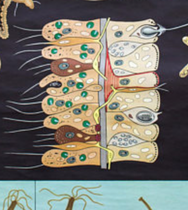 Affiche murale de l’école de Jung-Koch-Quentell, 1965