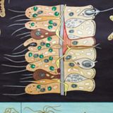 Wall poster of the Jung-Koch-Quentell School, 1965