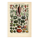 Old engraving - 1923 - Vegetable garden - by A. Millot. Kitchen plate
