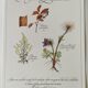 Botanical engraving -Herbal tea for heavy legs- Illustration of medicinal plants and herbs