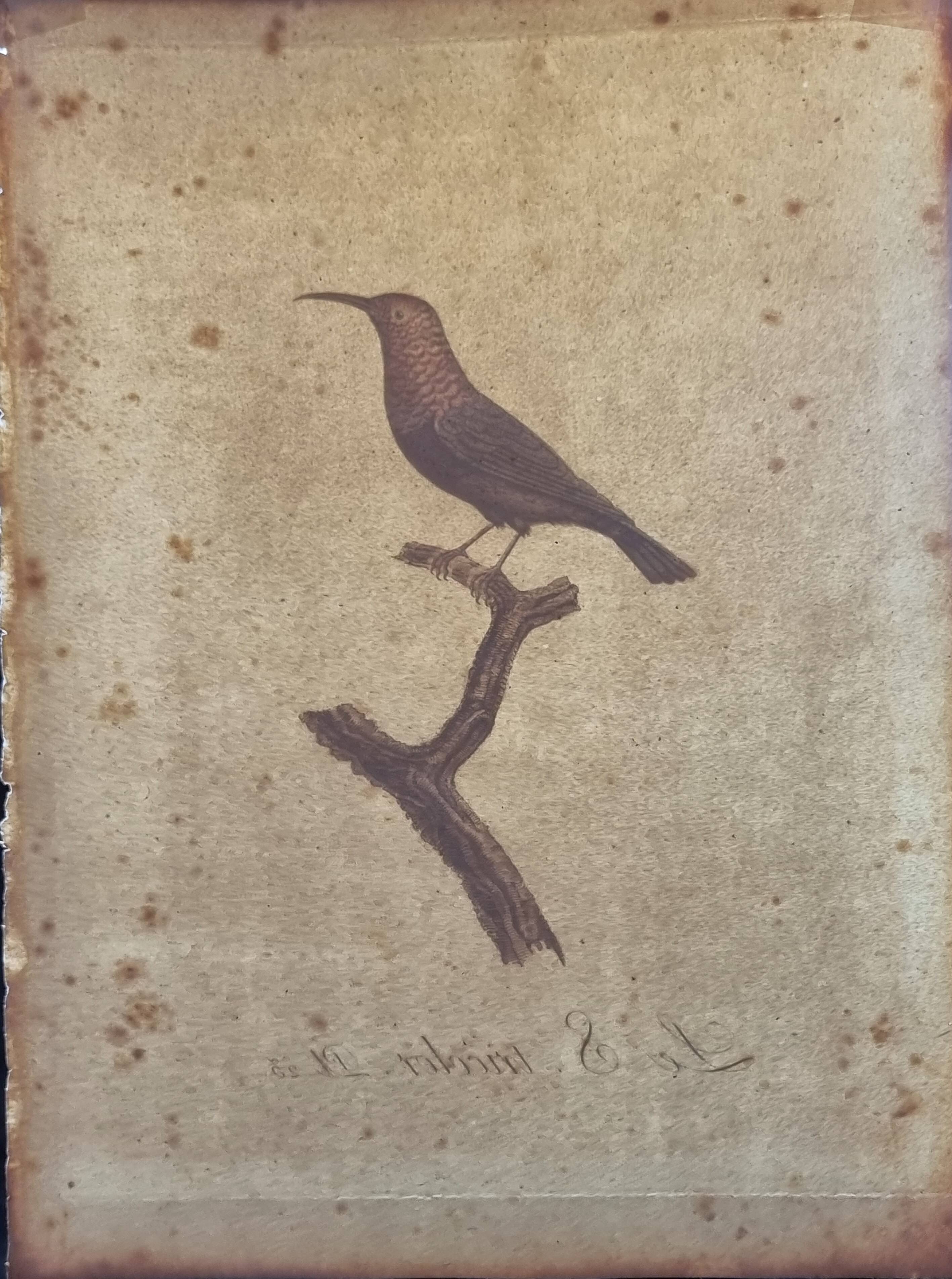 Ornithological engravings Audebert & Vieillot 1802 framed 50x40 cm