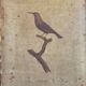 Ornithological engravings Audebert & Vieillot 1802 framed 50x40 cm