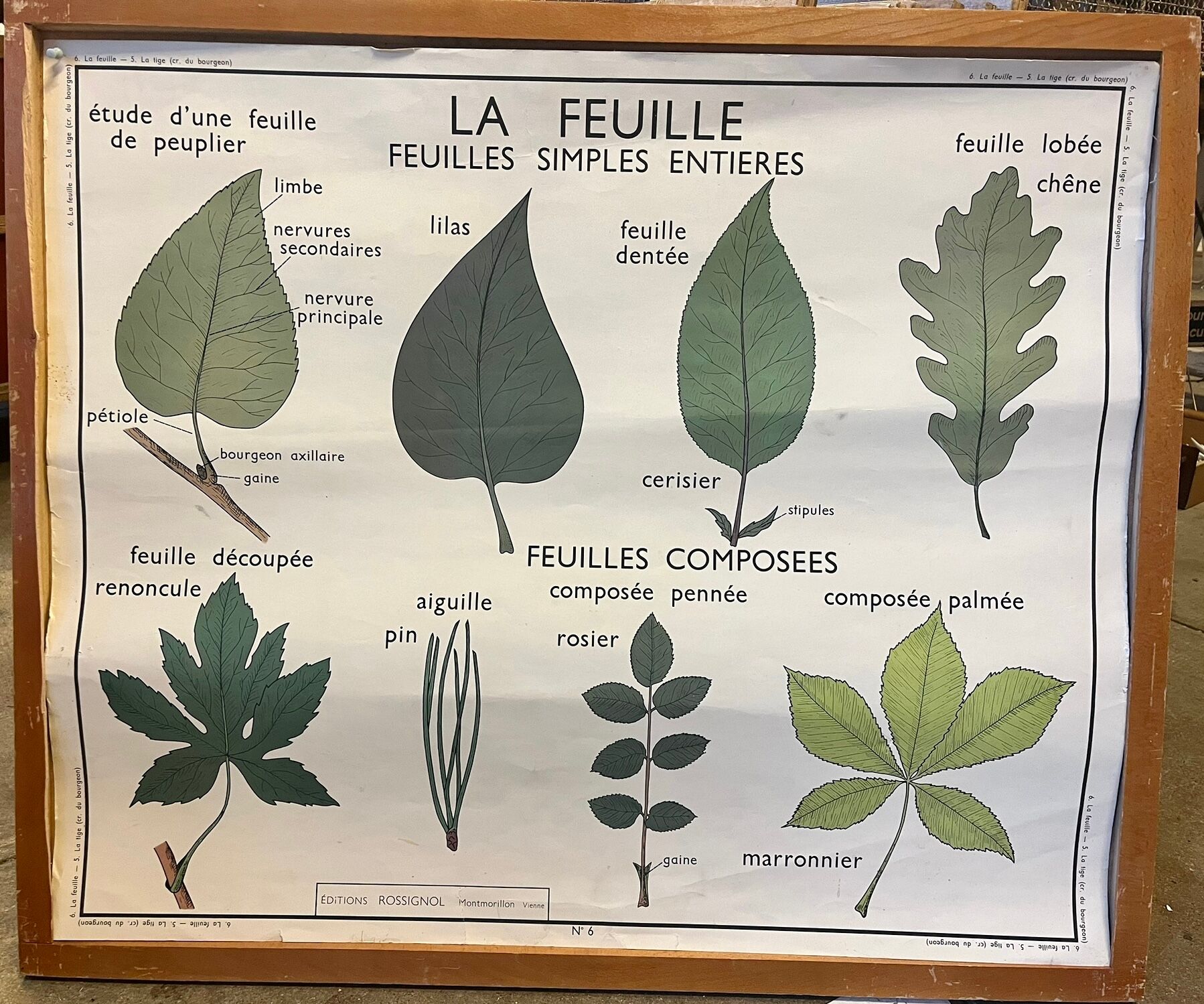 Food and/or Vegetable Poster - The Leaf and the Stems - Rossignol