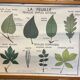 Food and/or Vegetable Poster - The Leaf and the Stems - Rossignol