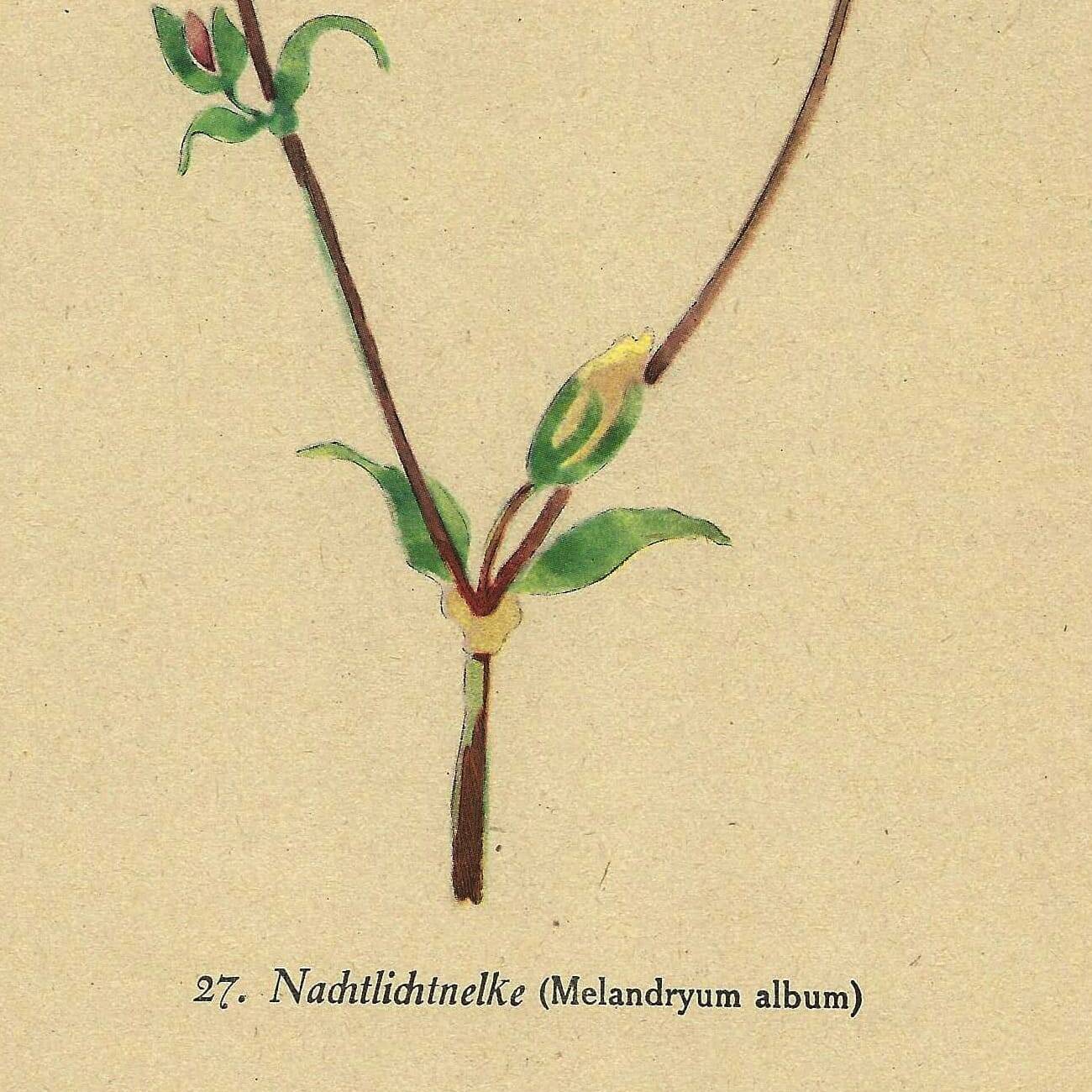 Antique illustration from 1948 of meadow flowers by H.Strache - Carnation