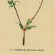 Antique illustration from 1948 of meadow flowers by H.Strache - Carnation