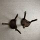 Pair of brutalist tripod stools