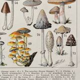 Old illustration Millot "Mushrooms"