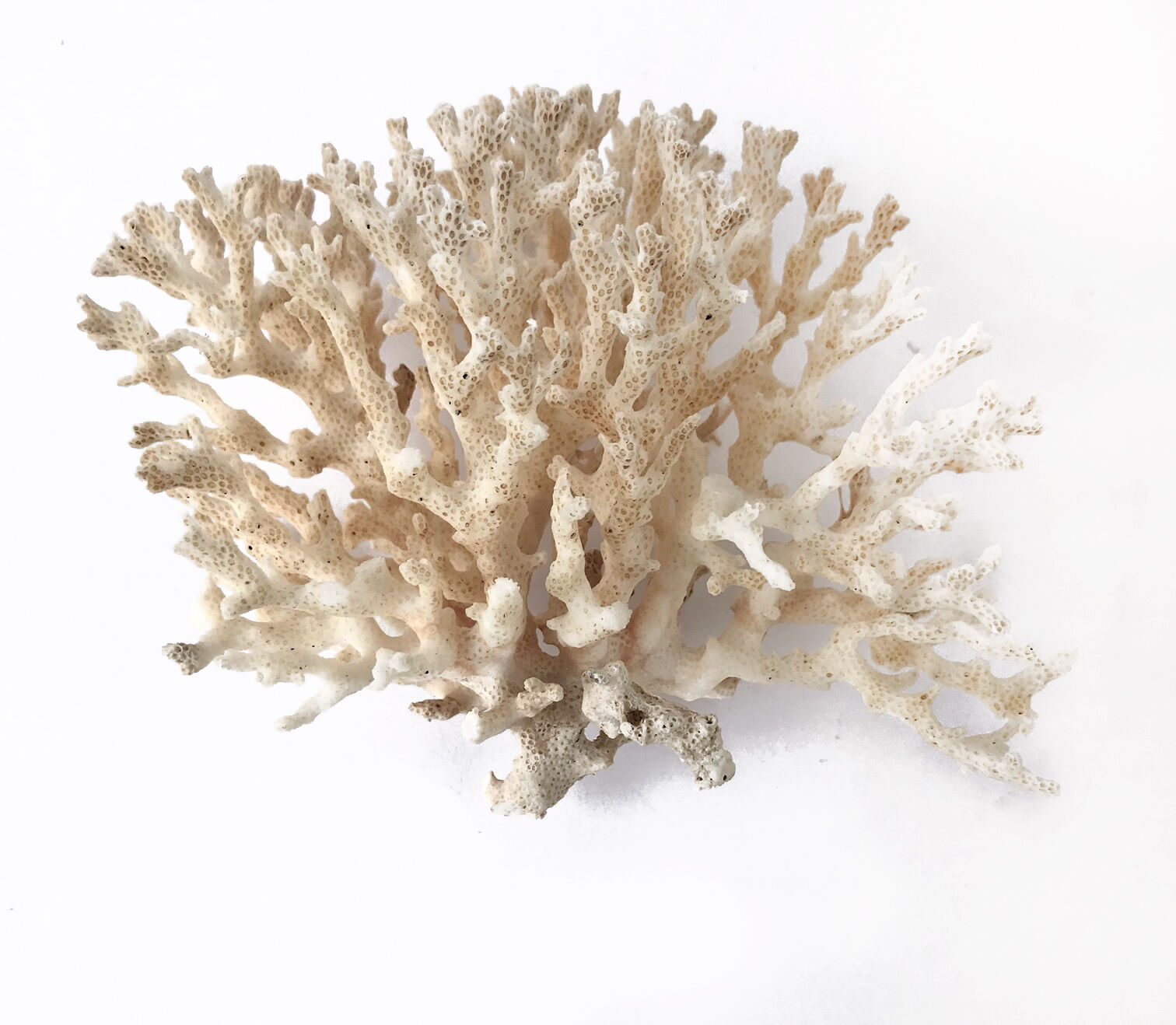 Coral branch bush
