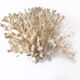 Coral branch bush