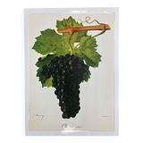 Rare vine botanical board