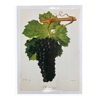 Rare vine botanical board