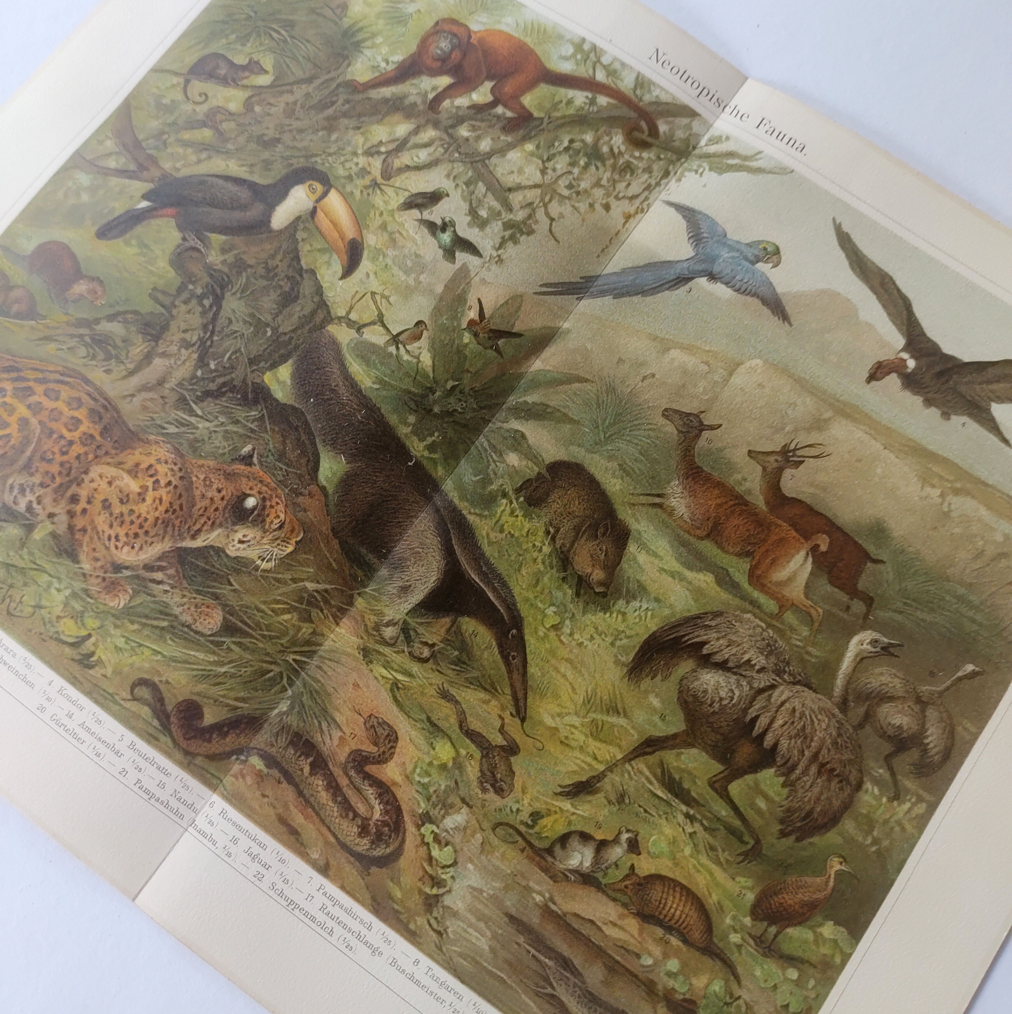 Gravure ancienne - Animaux d'Amérique du sud - Chromo-Lithographie de 1909