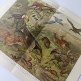 Gravure ancienne - Animaux d'Amérique du sud - Chromo-Lithographie de 1909