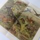 Gravure ancienne - Animaux d'Amérique du sud - Chromo-Lithographie de 1909